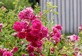 Canvas Print - Rose flowers in the garden