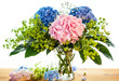blue and pink hydrangea