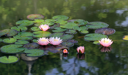 Wall Mural - lotus flower