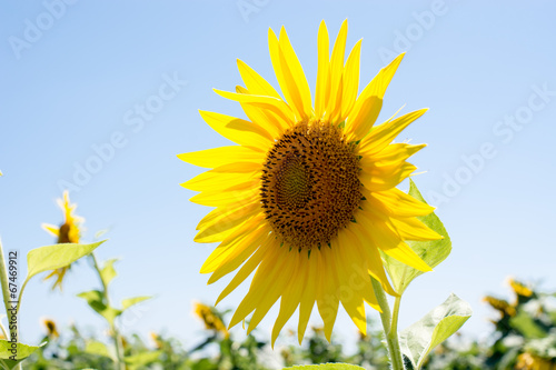 Obraz na płótnie canvas trzyczęściowy "tryptyk" Girasole