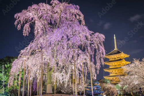 Tapeta ścienna To-ji pagoda, kyoto, japonia na wiosnę