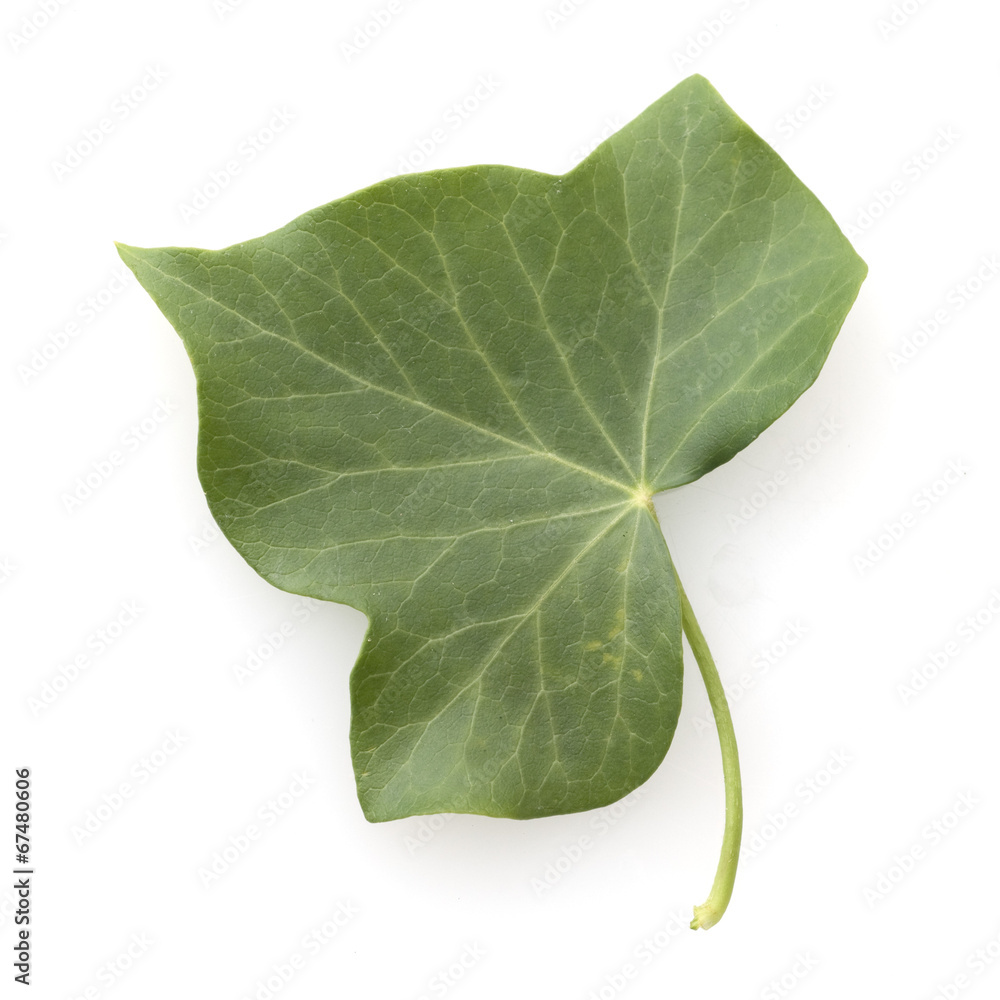 Stock-Foto Efeu; Hedera, helix; Blatt; | Adobe Stock