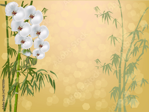 Fotoboard na płycie Białe kwiaty orchidei i zielony bambus