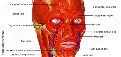 Naklejka - mata magnetyczna na lodówkę Muscular face