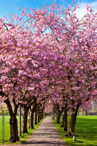 Fototapeta na wymiar Walk path surrounded with blossoming plum trees