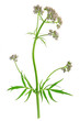Baldrian  (Valeriana officinalis)