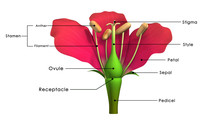 Parts Of A Flower