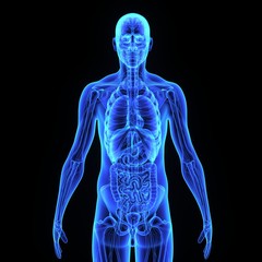 human anatomy