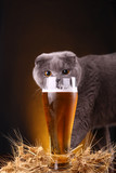 Fototapeta Boho - Cat and beer