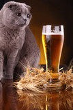 Fototapeta Boho - Cat and beer