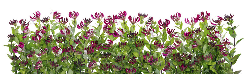 Wall Mural - honeysuckle wall