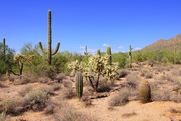 Wall Mural - Saguaro cacti in the Arizona desert near Phoenix, USA