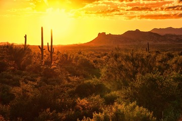 Wall Mural - Sunset view of the Arizona desert with cacti and mountains