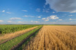 © Ryzhkov Oleksandr - Summer Landscape with Wheat Field