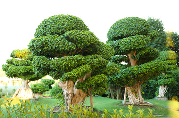 Canvas Print - Beautiful trees in park