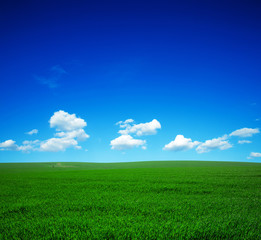 Wall Mural - green field