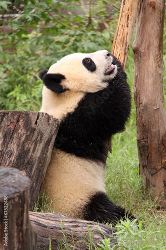 Obraz na płótnie canvas Panda
