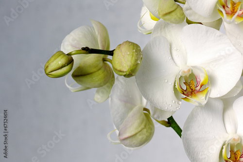 Obraz na płótnie canvas czteroczęściowy "tetraptyk" Białe orchidee