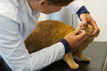 Veterinarian Looking For Tooth Of Cat
