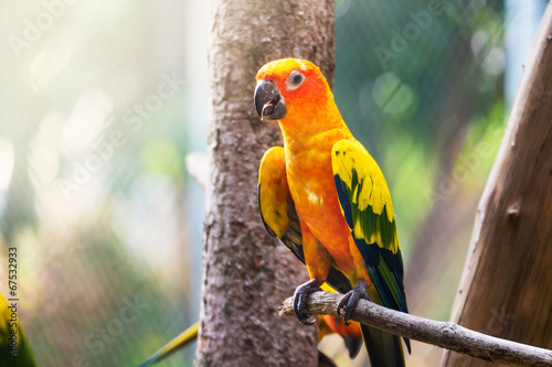 Board z aluminiowym obramowaniem Sun conure papuga