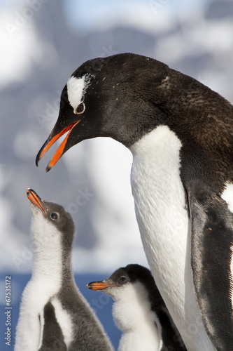 Plakat na papierze fotorealistycznym Gentoo pingwina kobieta będzie karmić pisklęta