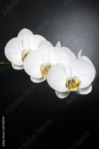 Obraz na płótnie canvas trzyczęściowy "tryptyk" Białe orchidee na czarno