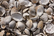 Pile of clam shells in Wellfleet, MA