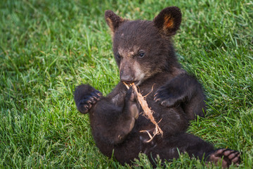 Poster - cute black bear cub