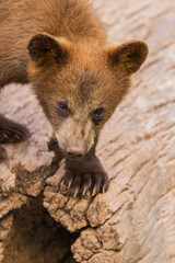 Poster - cute brown bear cub