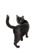 Black Cat Isolated On A White Background. Back View