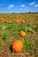 pumpkin patch