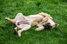 Dog Resting On Grass