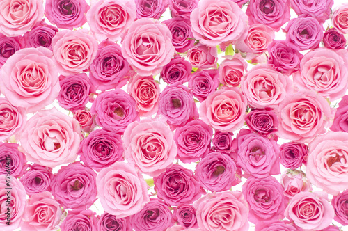 バラ ピンク 背景素材 Stock Photo Adobe Stock