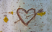 Birch Tree With Carved Heart