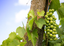 Young Green Grape Bunches In The Vineyard