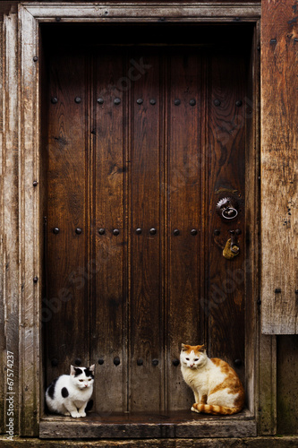 Obraz w ramie Cats sitting by a Barn door