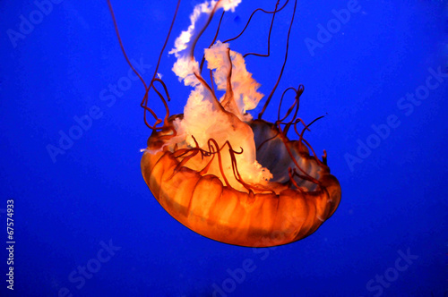 Tapeta ścienna Meduza