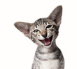 © vasilisa_k - Funny smiling ugly meowing small kitten  Close up portrait isola