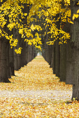 Wall Mural - Autumn alley