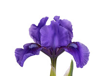 Dark Purple Flower Of A Dwarf Bearded Iris Isolated
