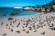 Pinguin in Boulders Beach near Cape Town 