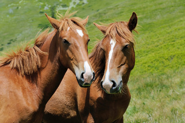 Wall Mural - Horse in mountain