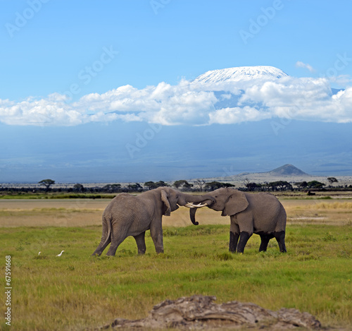 Naklejka samoprzylepna Słonie kilimanjaro