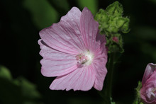 Mallow Flower