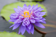 Beautiful violet lotus blossom in pond.