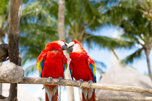 Couple Of Red Parrots Sitting On Perch