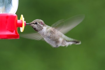 Aufkleber - Annas Hummingbird (Calypte anna)