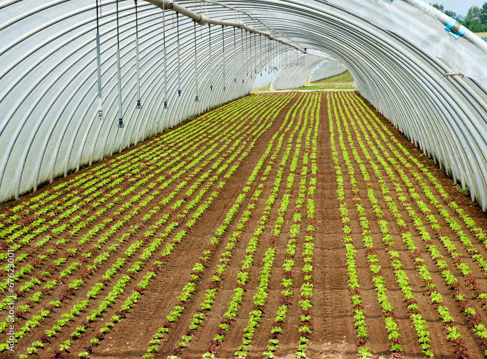 Crop of seedlings being cultivated in a tunnel - obrazy, fototapety, plakaty 