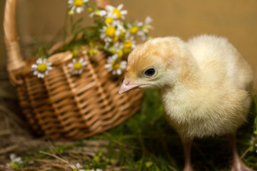 Poult