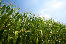 Green Corn Field Growing Up